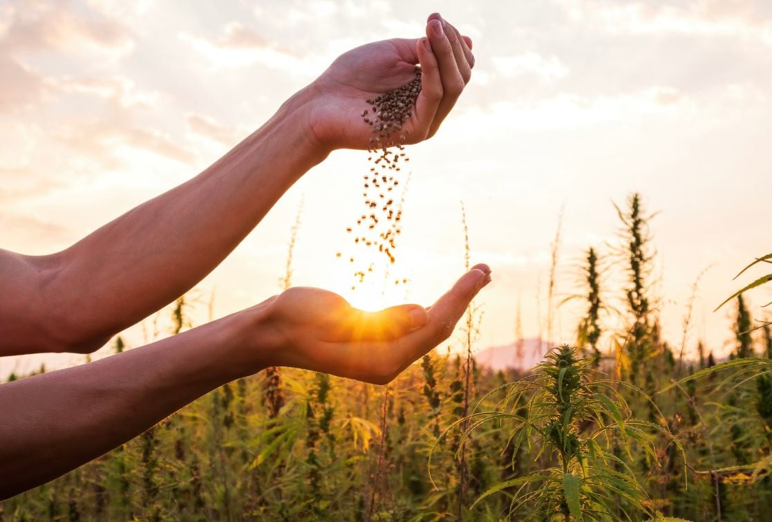 Heirloom Open Pollinated Seed Blog