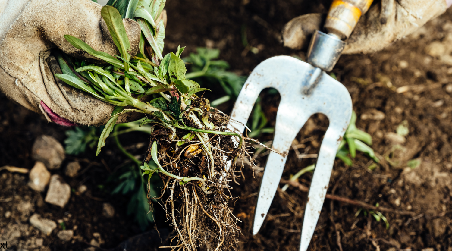 Preparing Your Garden for Winter