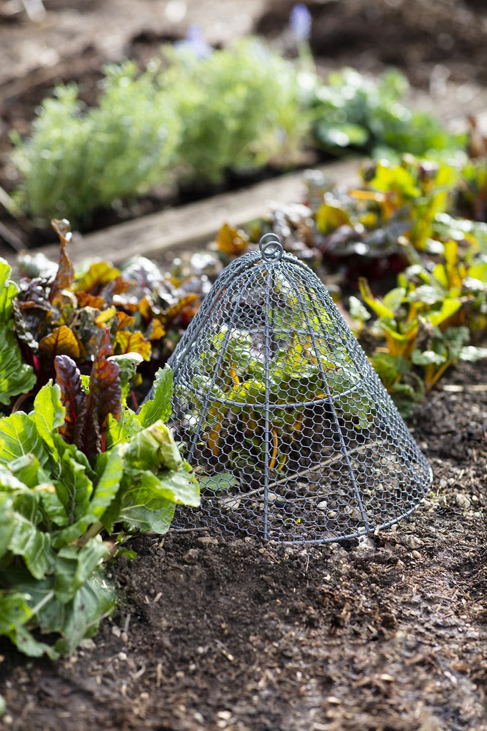 Garden Cloche - Small