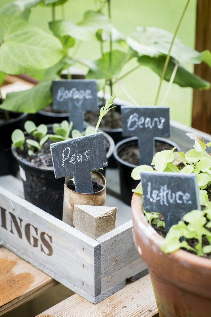 Plant Labels - Slate -T Shape (Set of 6)