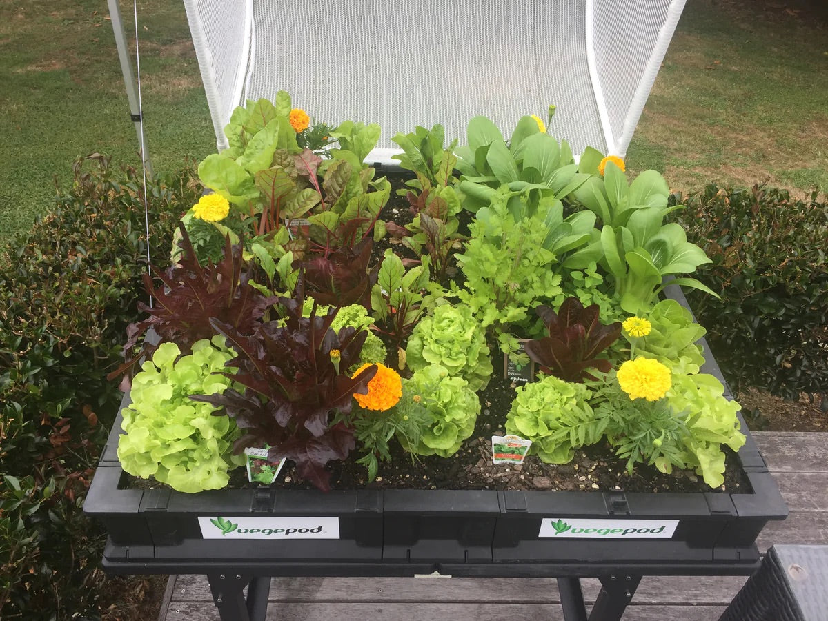 Vegepod Raised Garden Bed Medium 1m x 1m with VegeCover + Medium Trolley