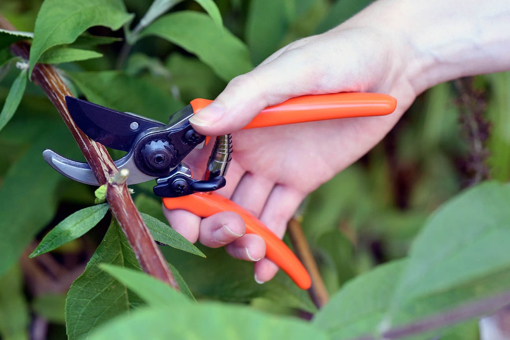 Micro Secateurs