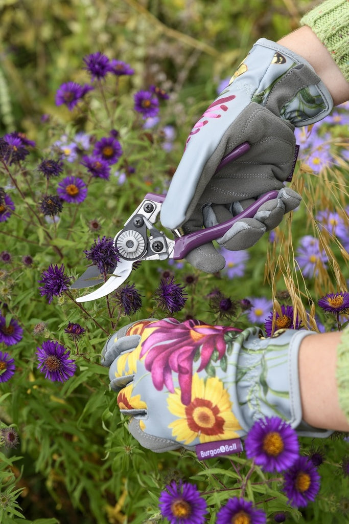 RHS Gift Pruner & Holster Set Asteraceae