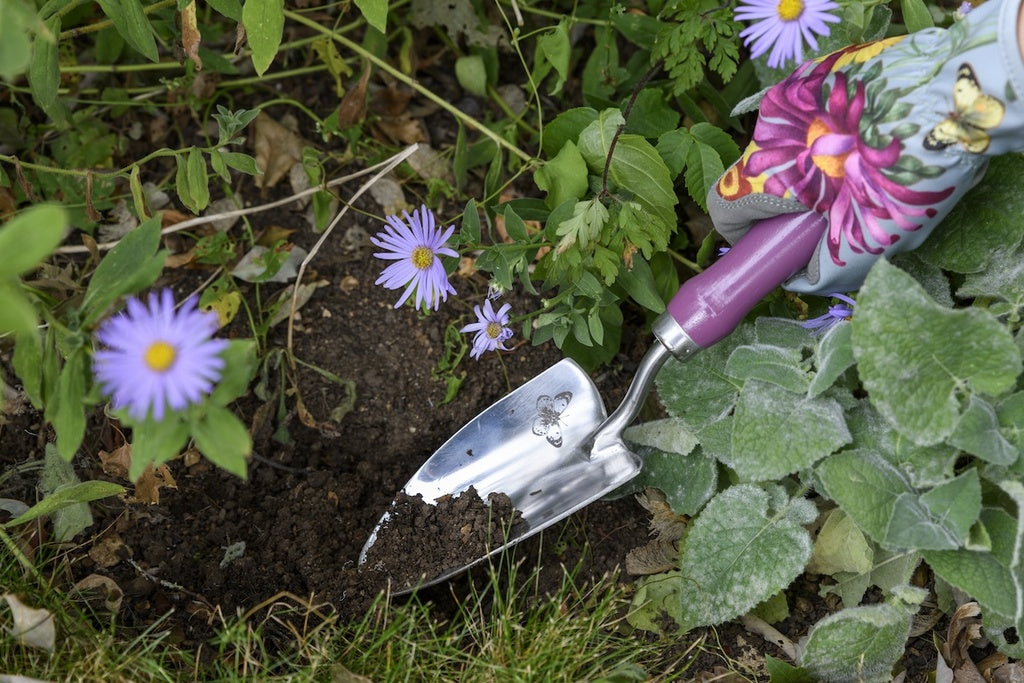 RHS Gift Trowel & Frok Asteraceae