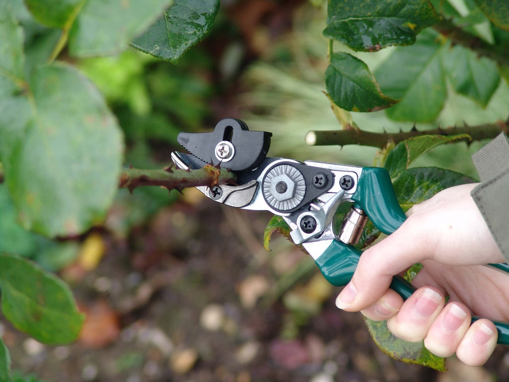 RHS Rose Pruner