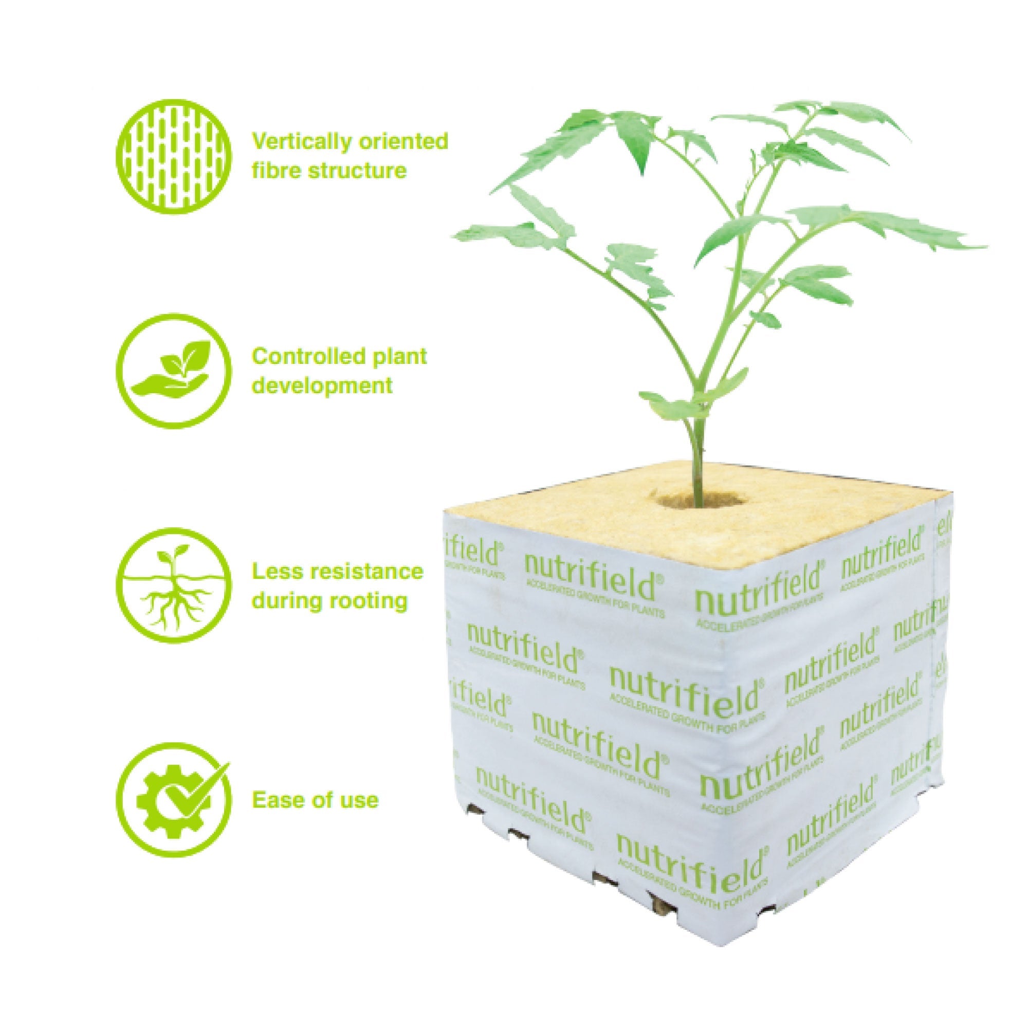 Stonewall Planting Propagation