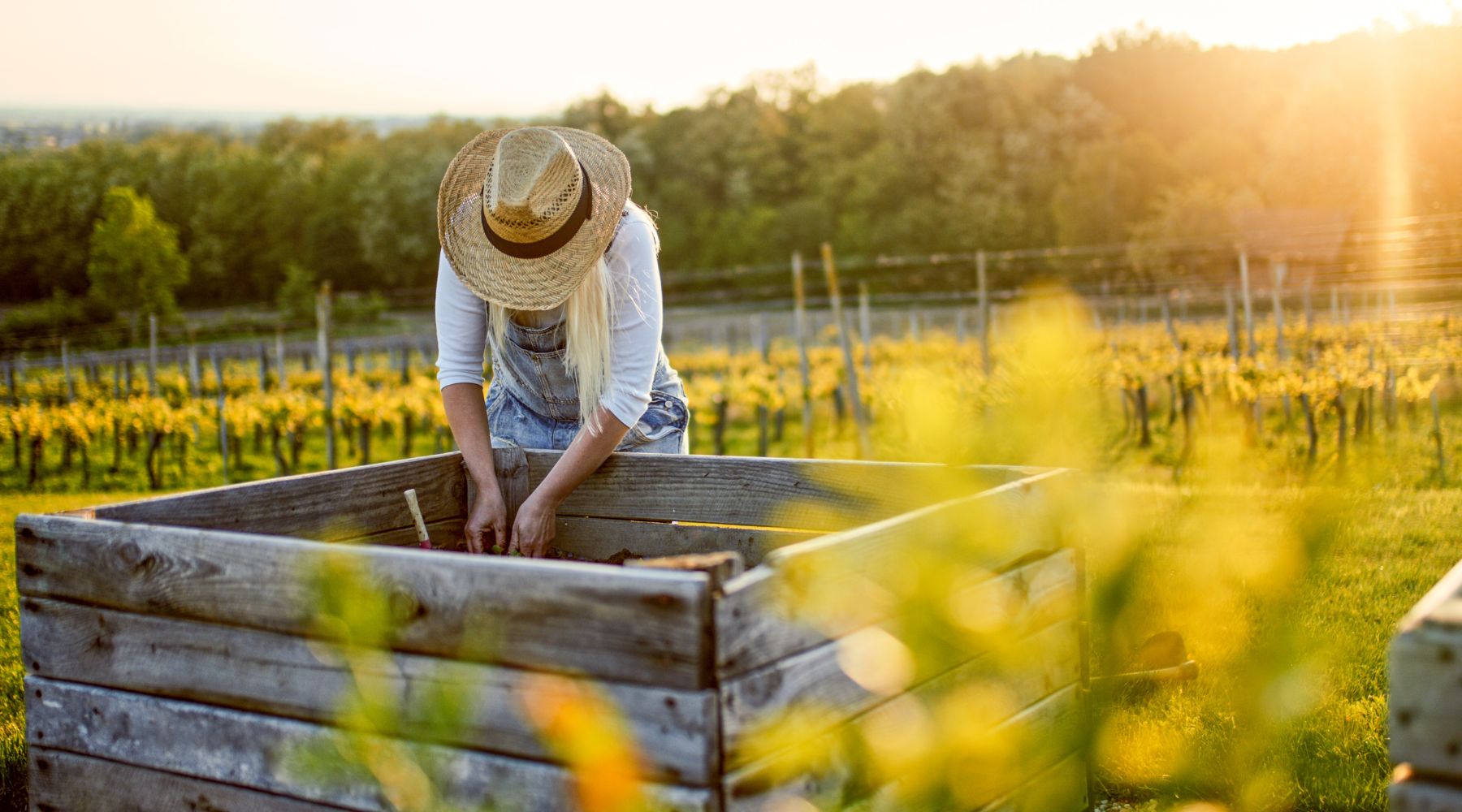 Raised gardening - blog looking at advantages 