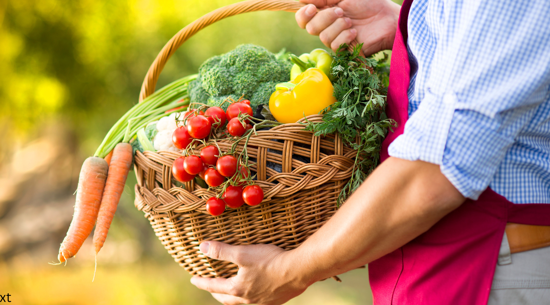 How to Plan a Vegetable Garden: A Step-by-Step Guide