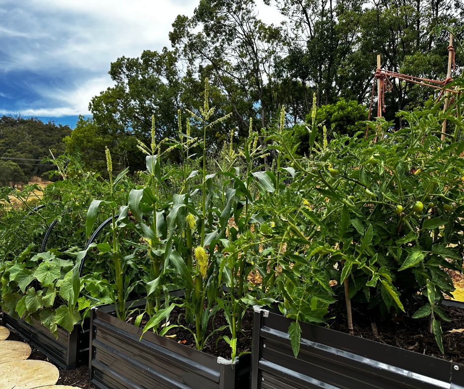 How to fill a Raised Garden Bed