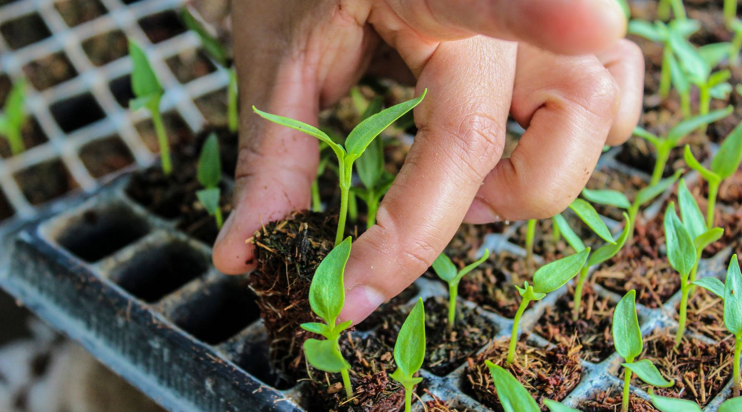 Seedling Trays &amp; Propagation