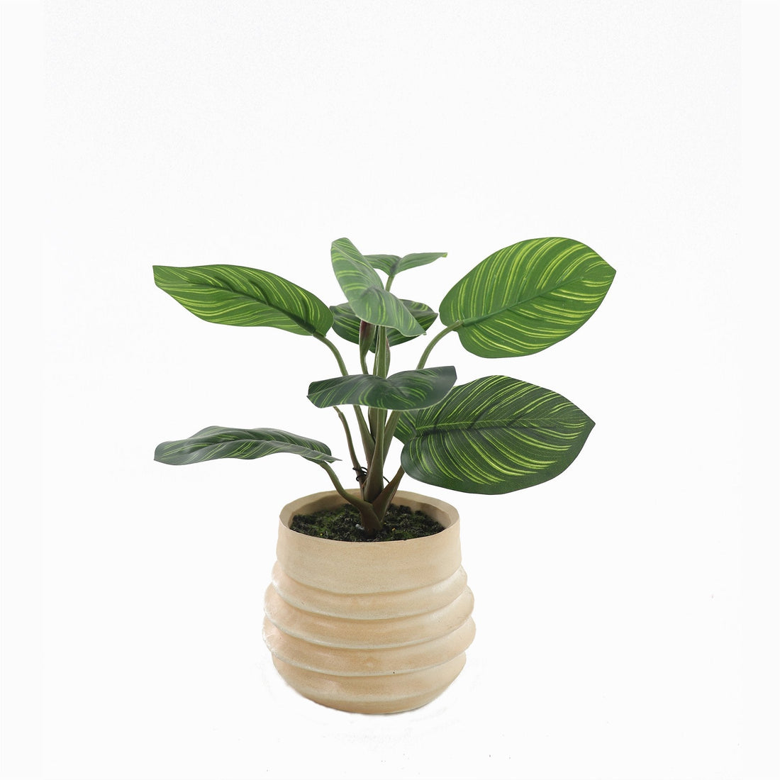 Muse Artifical Arrowroot in Ceramic Pot