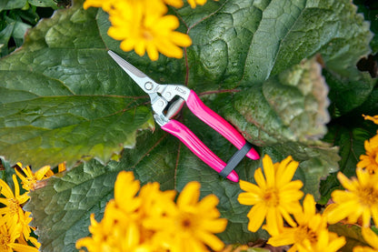 Burgon &amp; Ball | Fluorescent Flower &amp; Fruit Snip