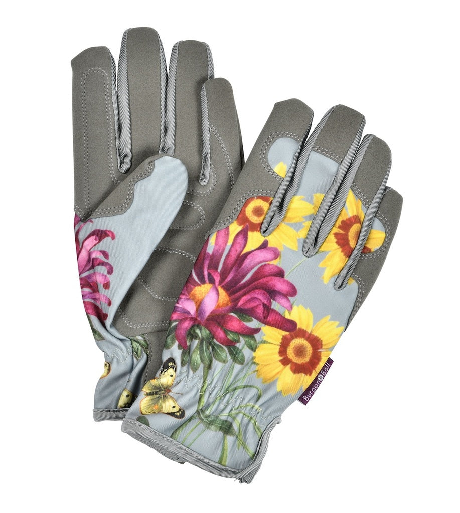 RHS Gift Gloves Asteraceae