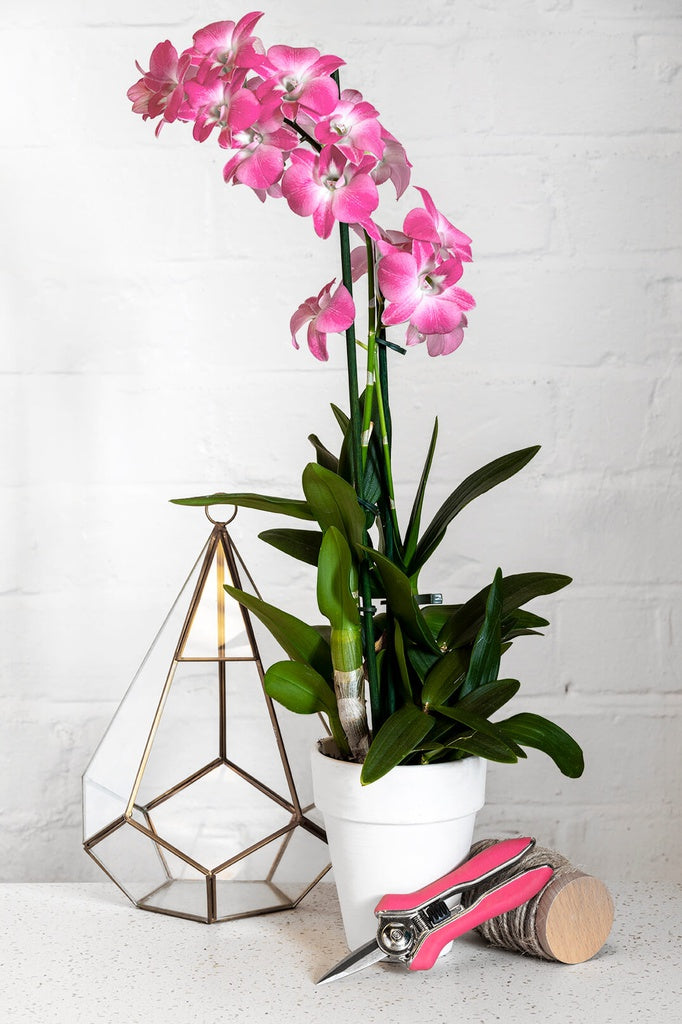 Burgon &amp; Ball | Orchid Snip