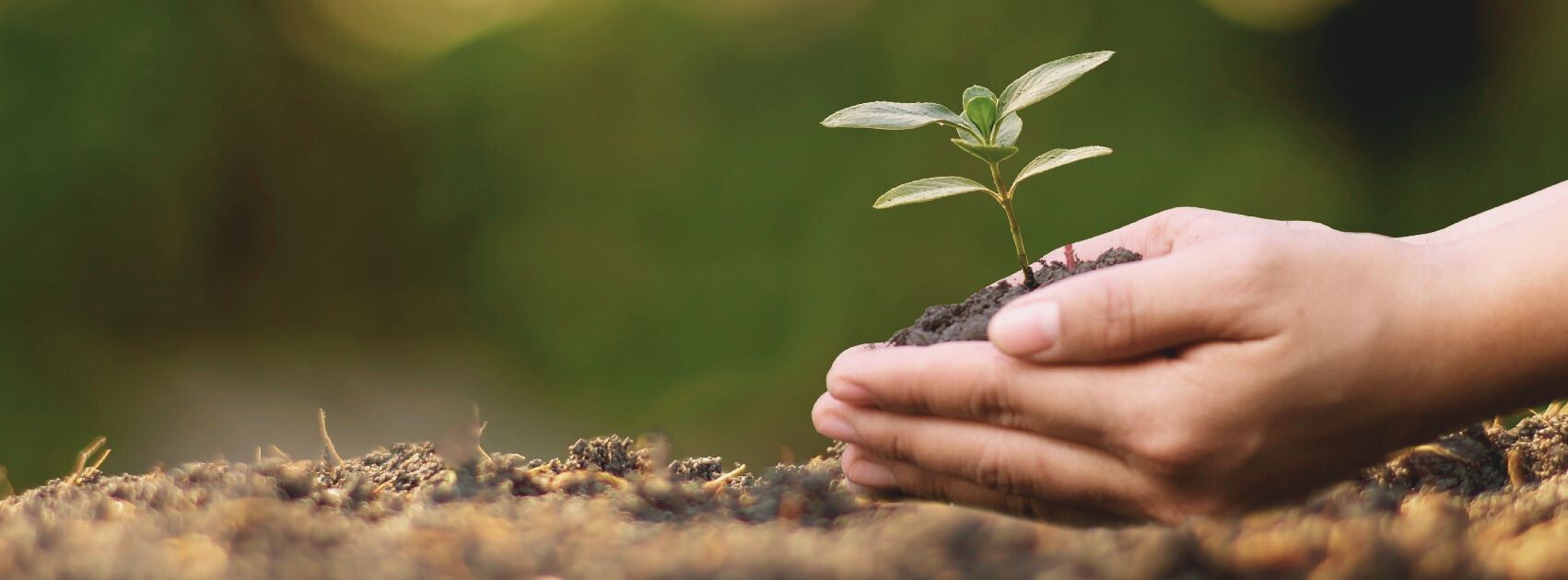 Planters Raised Garden Beds