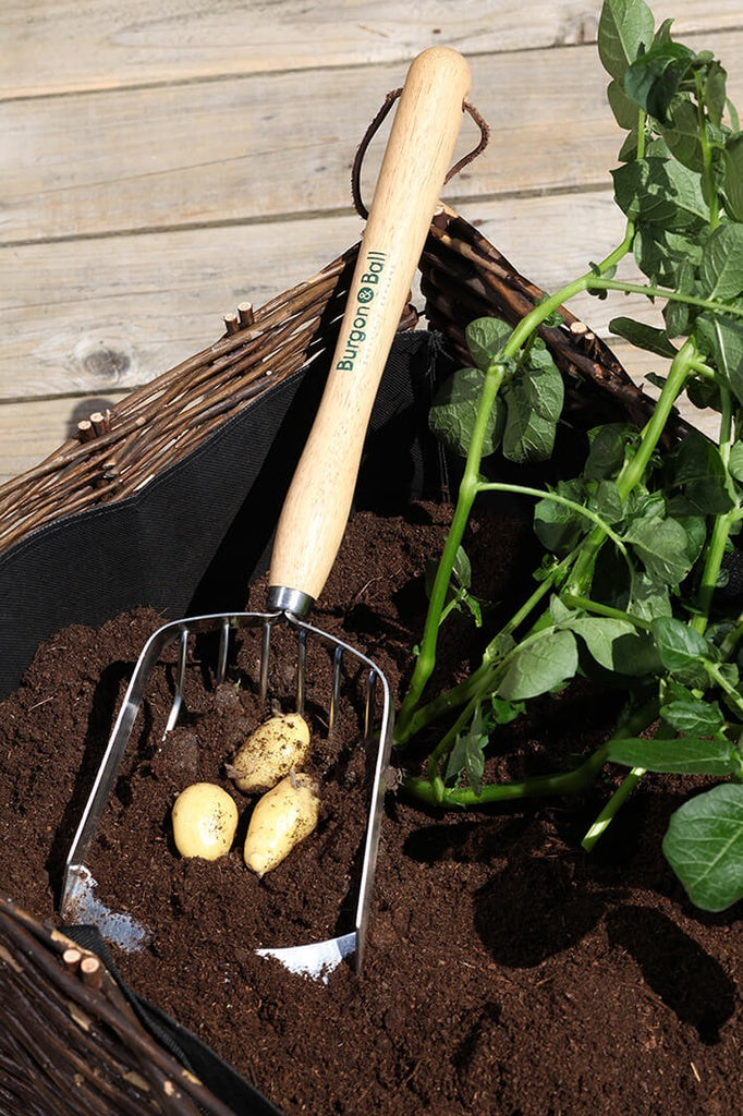 Mid Handled Potato Harvesting Scoop