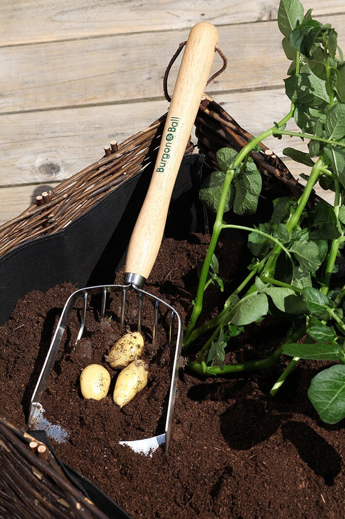 Burgon &amp; Ball | Mid Handled Potato Harvesting Scoop