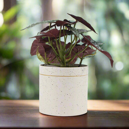 Artificial Bergonia Plant In Decorative Bowl 30cm