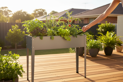 Greenfingers galvanised steel raised garden bed in aluminium grey styled in an Australian backyard, filled with herbs, leafy greens and vegetables, gardener tending to plants in warm afternoon sunlight