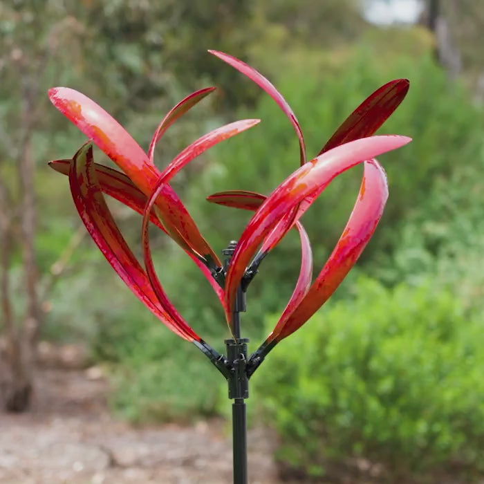 Wind Spin Grevillea Ruby Red
